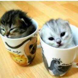 マグカップにすっぽりサイズのネコちゃん 可愛い動物画像を見ていると思わず微笑んでしまいます
