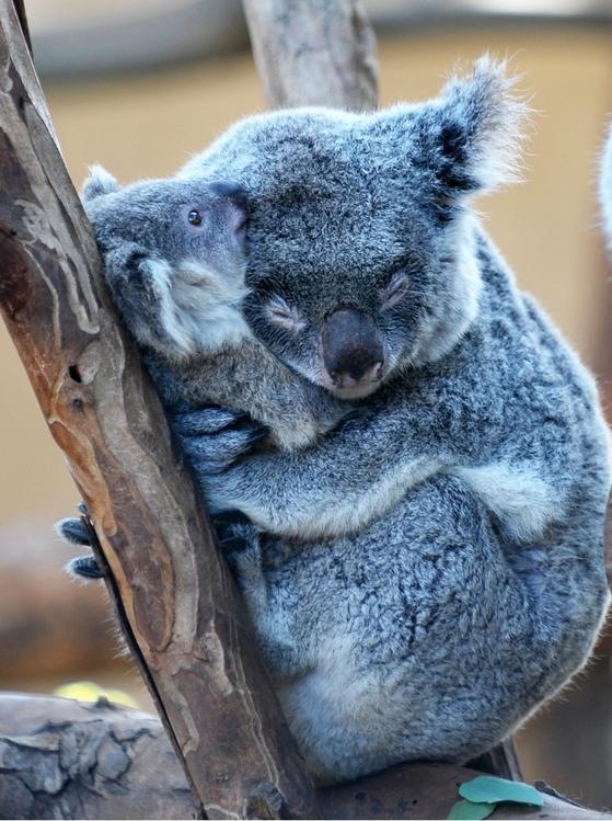 コアラ 可愛い動物画像を見ていると思わず微笑んでしまいます